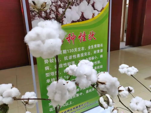 新疆棉,瞄準(zhǔn)高質(zhì)量發(fā)展之路