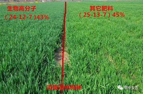 觀摩 鄂中生物高分子新型肥料 為大中原小麥再染一沐濃綠