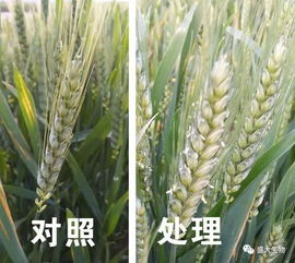 盛大生物微肥十周年暨新型肥料五周年慶 2018年新品上市早知道 麥稻滿分 營(yíng)養(yǎng)創(chuàng)新高產(chǎn)套餐