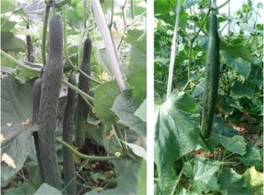 有機碳肥的主要功能及特點