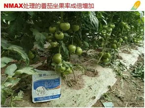 nmax肥料增效劑,肥料升級換代的最佳選擇