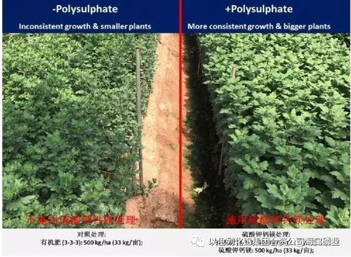 以色列化工集團(tuán)新型肥料 硫酸鉀鈣鎂,菊花施用效果顯著