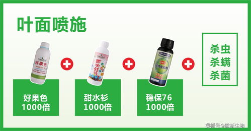 微新生物柑橘公開課 11月份砂糖桔管理重點和營養方案