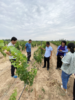 東西部科技合作助推寧夏現代農業綠色高效發展：新型肥料增效劑的創新與前景
