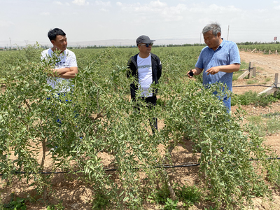東西部科技合作：寧夏現代農業綠色高效發展的新型肥料增效劑