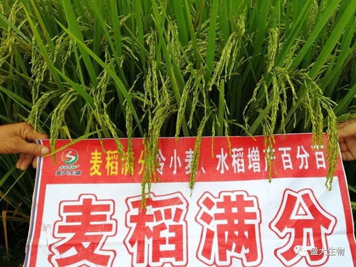 盛大生物微肥十周年暨新型肥料五周年慶典 2018新品‘麥稻滿分’營(yíng)養(yǎng)創(chuàng)新高產(chǎn)套餐與增效劑搶先看